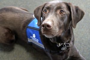 Service animal