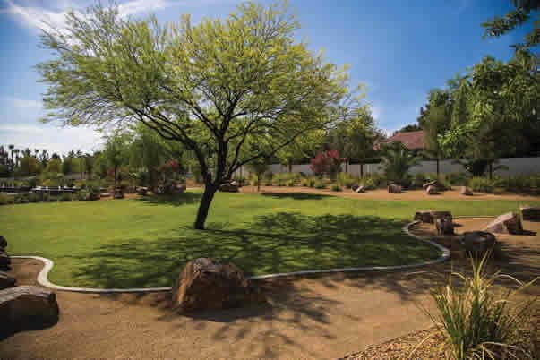 Palo verde tree in grassy outdoor space